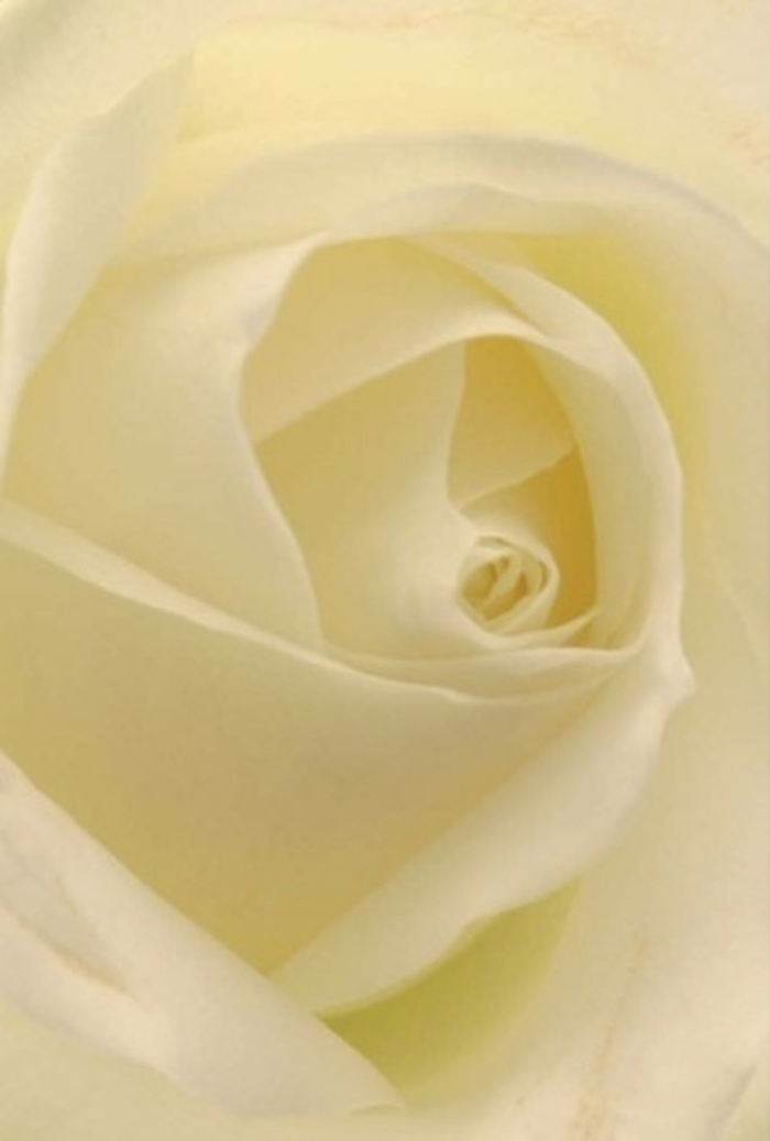 Viewed at close range, this timeless white rose reveals a marvel of gentle layering and tranquil harmony. Each petal - a delicate blend of soft whites and creamy hues - is arranged in a subtle spiral, suggesting both purity and quiet resilience. The petals appear almost luminous, as if suffused with natural light streaming in from a studio window near Hackney's bustling London Fields. The bloom exudes a calm serenity; its textures are as comforting as silk gently brushed against skin. Florists in Hackney often choose this particular rose for its versatility: it graces wedding centrepieces, apologetic bouquets, or romantic gestures with equal poise. Shadows and highlights gently play along each curve, imbuing the composition with subtle sophistication. The rose's almost translucent edges hint at fragility, yet its core is steadfast-much like the enduring bonds celebrated by Hackney locals. The understated fragrance drifts in the imagination, promising a breath of serenity that's just as fitting for moments of joy as for times of thoughtful reflection. Every detail in this bloom is a tribute to meticulous artistry and the shared emotions that flowers convey, day by day, throughout Hackney.